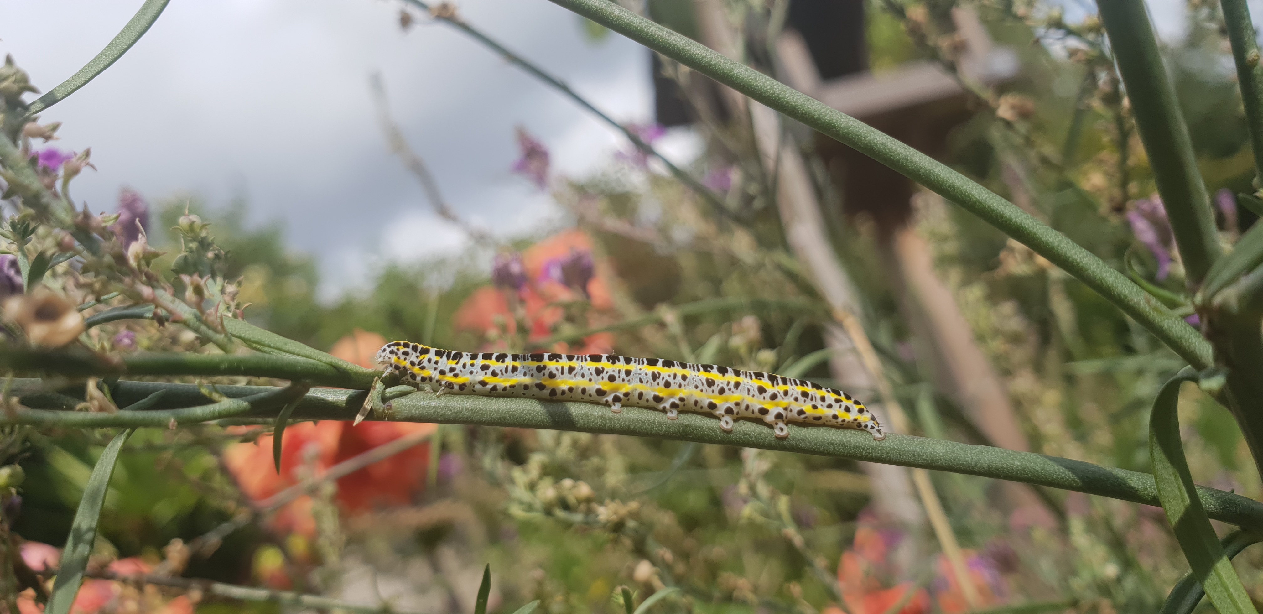 caterpillar