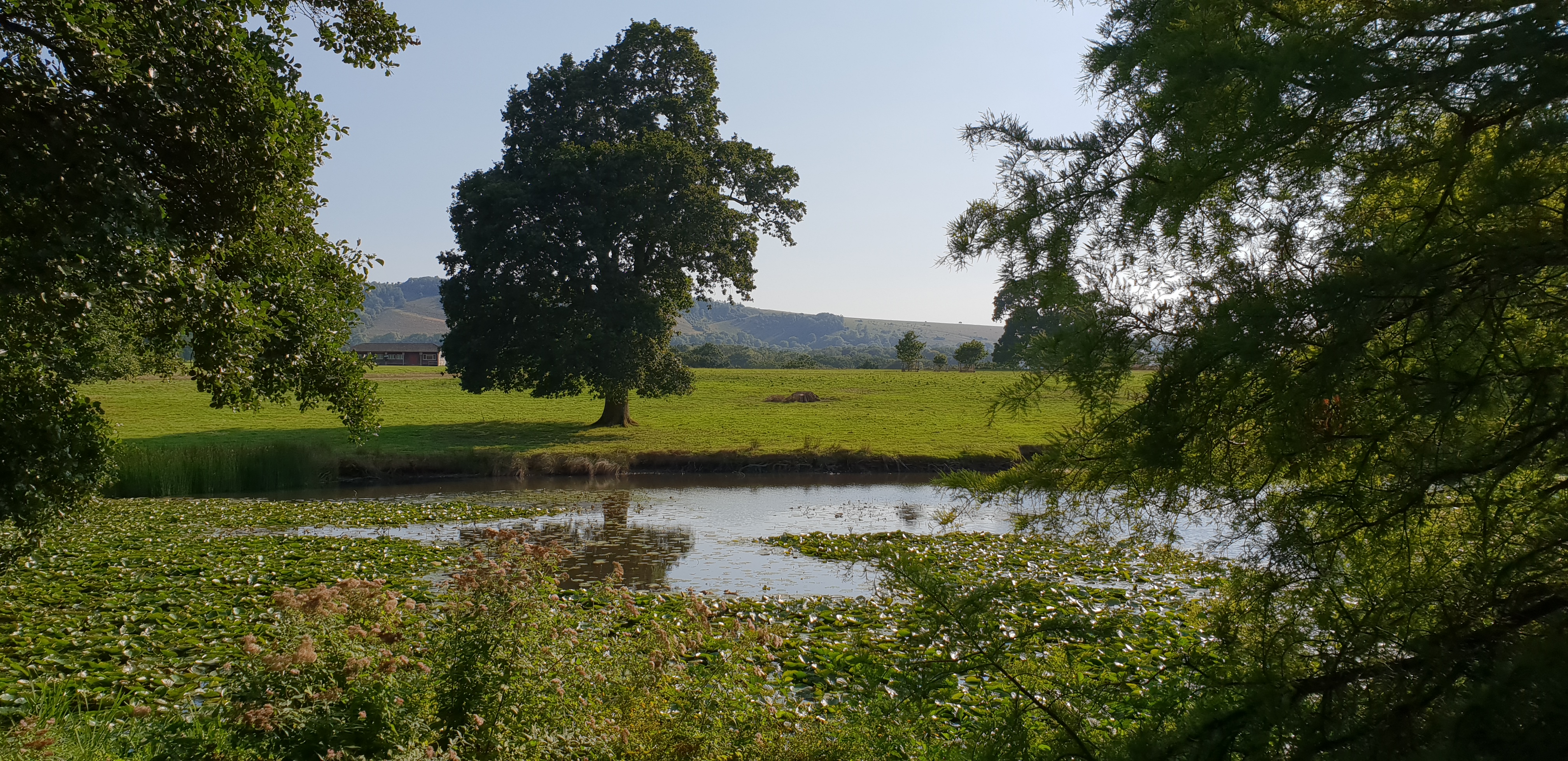 green landscape