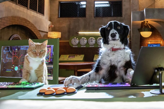boom reviews cats and dogs 3 paws unite