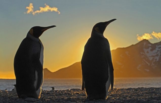 boom dvd reviews - Frozen Planet penguins